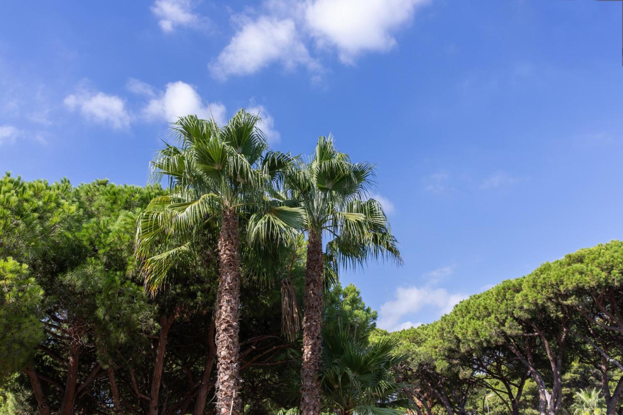 Aparthotel Las Palmeras Castelldefels Dış mekan fotoğraf